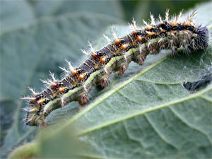 Tistle caterpillar