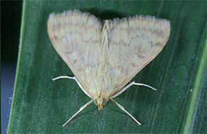 European corn borer female moth