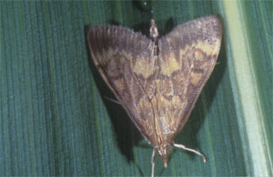 European corn borer male moth
