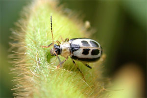 Bean leaf beetle feeding on pod