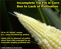 Incomplete Tip Fill in Corn Due to Lack of Pollination