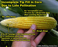 Incomplete Tip Fill in Corn Due to Late Pollination
