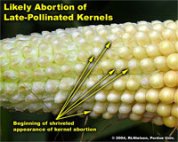 Likely Abortion of Late-Pollinated Kernels