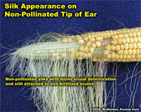 Silk Appearance on Non-Pollinated Tip of Ear