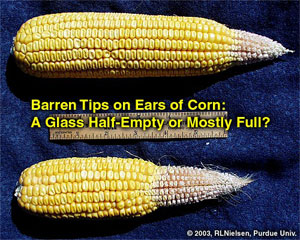 Barren Tips on Ears of Corn