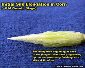 Initial Silk Elongation in Corn (~V14 Growht Stage)