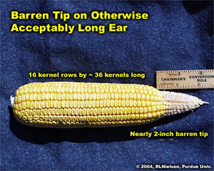 Barren Tip on Otherwise Acceptably Long Ear
