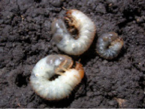 Different sizes of white grubs