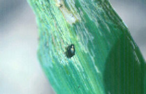 Corn flea beetle and leaf scarring