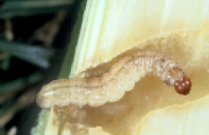 Corn boerer larva inside stalk to overwinter