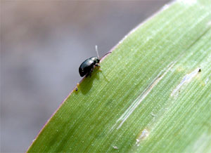 Corn flea beetle and feeding scars