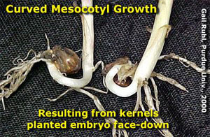 Curved Mesocotyl Growth