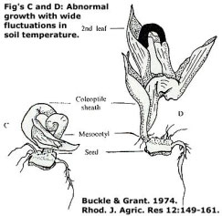 Figures C & D: Abnormal growth with wide fluctuations in soil temperature