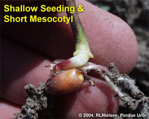 Shallow Seeding & Short Mesocotyl