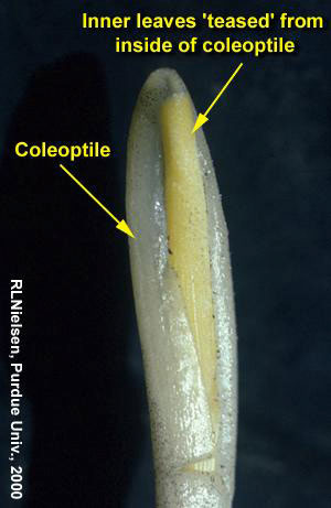 Inner leaves "teased" from inside of coleoptile