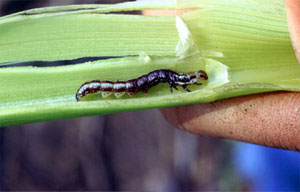Stalk borer larva