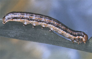 Armyworm larvaae