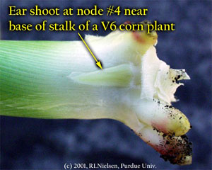Ear shoot at node #4 near base of stalk of a V6 corn plant