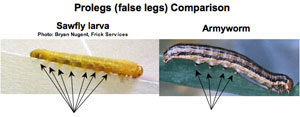 Prolegs (false legs) comparison