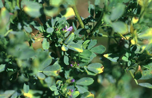 Hopper burn on alfalfa