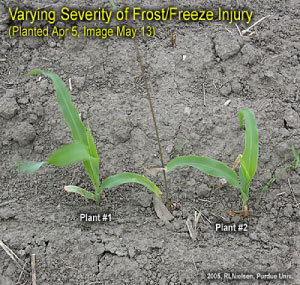 Varying Severity of Frost/Freeze Injury