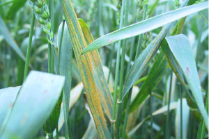 Stripe rust on wheat