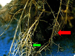 Females or cysts (red) compared to nodules (green) on roots