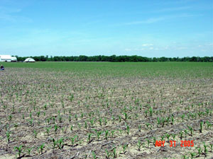 View of damaged area of field