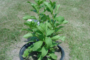 Common pokeweed