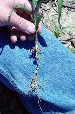 Damaged root system