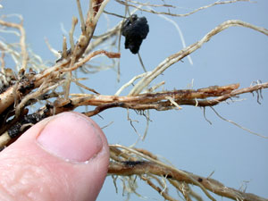 Rootworm scarring and tunneling from early feeding.