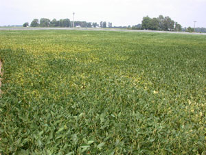 Stressed areas of field showing early spider mite damage