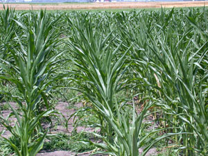 Rootworm damaged corn may show moisture stress first.