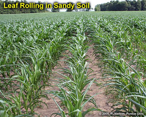 Leaf Rolling in Sandy Soil