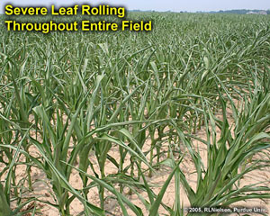 Severe Leaf Rolling Throughout Entire Field