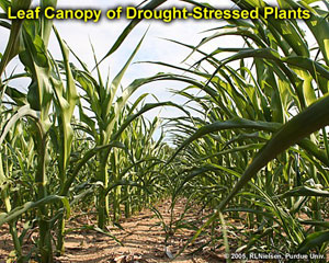 eaf Canopy of Drought-Stressed Plants