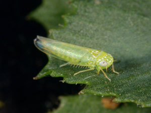 Close-up of a potato leafhopper