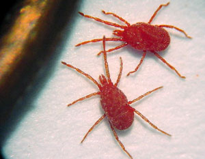 Clover mites