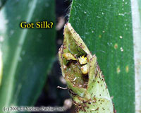Got Silk?