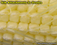 Silk Attachments to Ovules