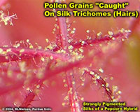 Pollen Grains "Caught" On Silk Trichomes (Hairs)