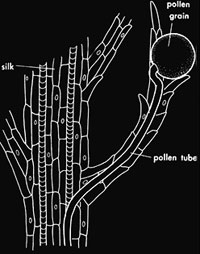 Pollen tube development