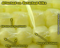 Attached vs. Detached Silks