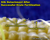 Silk detachment after successful ovule fertilization