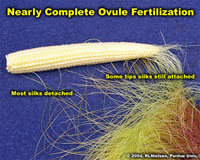 Nearly complete ovule fertilization