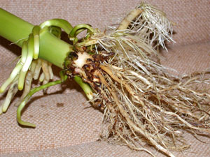 Equivalent of one nodal root destroyed by rootworm feeding
