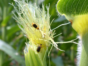 Minor rootworm beetle silk clipping