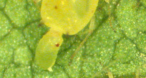 Live birth allows soybean aphid to mulitiply quickly