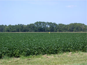 One sticky trap cannot represent the whole field to determine next year's CRW risk.