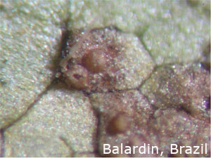 Greatly magnified soybean rust pustules (Balardin, Brrazil)